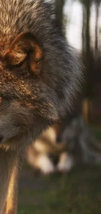 This phone live wallpaper showcases a photorealistic close-up of a fierce wolf against a blurred background