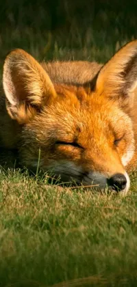 This phone live wallpaper features a digital fox resting in grass and closed eyes
