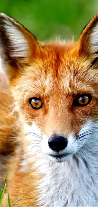 This stunning live wallpaper features a photorealistic close-up portrait of a fox in lush grass