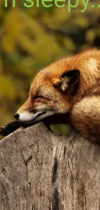 This brown fox phone live wallpaper is perfect to add a touch of nature to your home screen