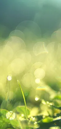 "Enjoy a serene and calming atmosphere with this digital water droplets on grass live wallpaper