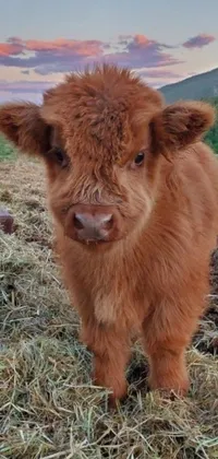 This live wallpaper features a cute and adorable brown cow standing on a grassy landscape