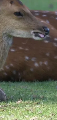 Grass Deer Fawn Live Wallpaper