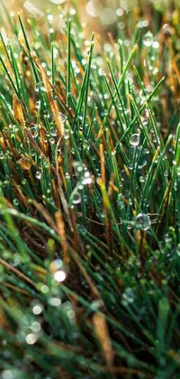 Grass Dew Drop Live Wallpaper