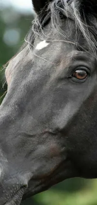 This phone live wallpaper features a stunning close-up of a powerful horse's face set against a tranquil forest backdrop