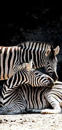 This live phone wallpaper features two zebras embracing in op art style