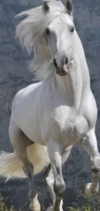 This premium live phone wallpaper features a breathtaking, arabesque white horse, with flowing silver mane, galloping gracefully across a verdant green field