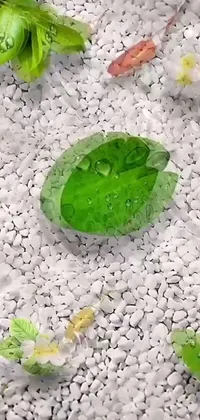 Feast your eyes upon this stunning and serene phone live wallpaper featuring a green leaf resting tranquilly atop a pile of rocks, set against a background of foamy bubbles and multi-colored hues