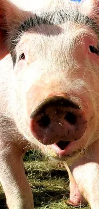 This fun and playful live wallpaper features a cute pig standing on a lush green field