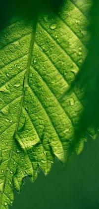 This phone wallpaper showcases a hyper-realistic close up of a leaf