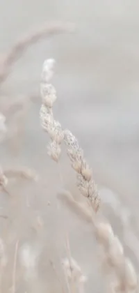 This live wallpaper features a detailed macro photograph of a bird perched atop a dry grass field