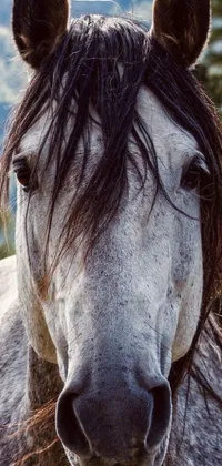 This mesmerizing phone live wallpaper showcases a stunning portrait of a majestic horse set against a breathtaking mountain background
