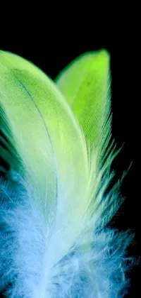 This phone wallpaper features a stunning macro photograph of a feather in bright soft colors