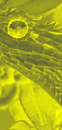 This phone live wallpaper showcases a macro photograph of a snake's head with a neon-yellow, duotone background
