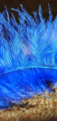 Decorate your phone with the striking "Blue Feather" live wallpaper