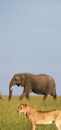 Experience the heart of the African savannah right on your phone with this stunning live wallpaper