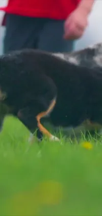 This captivating live wallpaper features two canines having a blast while chasing a frisbee in a lush green lawn