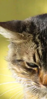 Get up close and personal with this stunning live wallpaper - a photorealistic depiction of a cat! With a head bowed slightly and long pointy ears, this furry friend is the perfect addition to your home screen