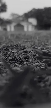 This black and white phone live wallpaper features a stunning photograph of leaves on the ground with a cinematic opening shot, and a battlefield in the background