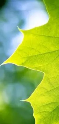 This stunning phone live wallpaper features a close-up of a leaf on a tree captured in high-resolution