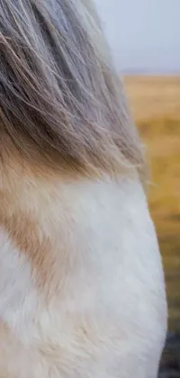 This stunning horse live wallpaper features a brown and white horse standing on a grass-covered field