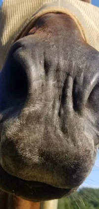 This phone live wallpaper showcases a stunning, photorealistic image of a horse with a brown hat, galloping on a sandy beach