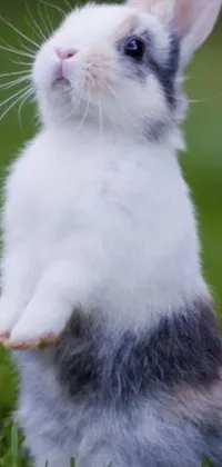 This live wallpaper features a small gray and white rabbit standing on its hind legs