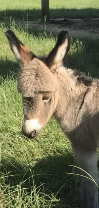 This live phone wallpaper features an adorable donkey warrior standing on a lush field, with light grey whiskers and an epée in its mouth