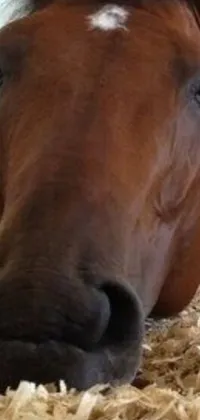 This charming phone live wallpaper features an image of a brown horse resting on a pile of hay