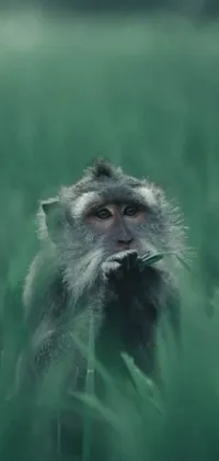This live phone wallpaper depicts a monkey perched on a green field, with a straw in his mouth