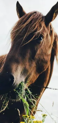 This stunning live wallpaper features a close-up of a horse grazing in a field