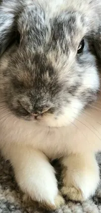This live wallpaper features a close-up shot of a cute rabbit resting on a soft carpet