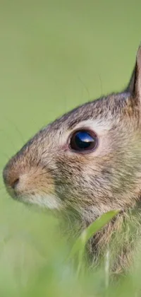 This phone live wallpaper showcases a delightful rabbit character in a green grass field