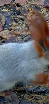 This phone live wallpaper features an adorable close-up of a squirrel being fed by a person