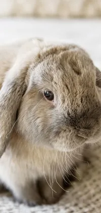 This live wallpaper for your phone showcases a close-up photograph of a cute lop-eared rabbit on a bed