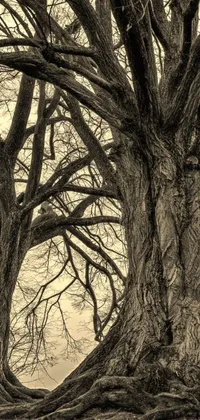 This black and white phone live wallpaper features a stunning photograph of a majestic tree with intertwining branches