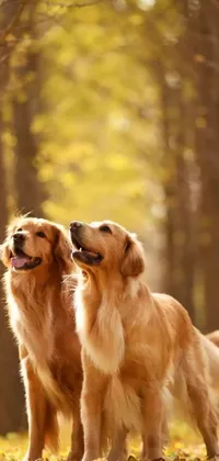 This beautiful live wallpaper features two dogs standing side-by-side in a peaceful forest setting