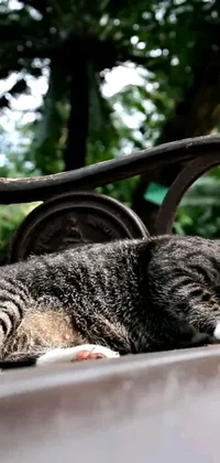 This phone live wallpaper showcases an adorable image of a cat laying on a bench, captured by a skilled photographer