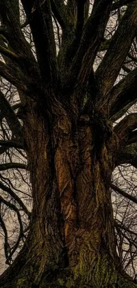 This phone wallpaper showcases a magnificent leafless tree that commands attention with its towering frame