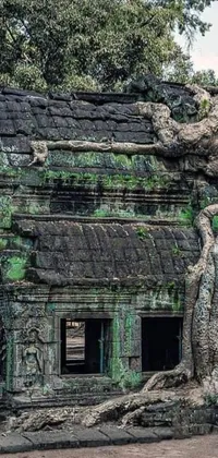 Looking for a stunning live wallpaper for your phone? Check out this captivating tree growing out of an ancient building in a mysterious temple setting