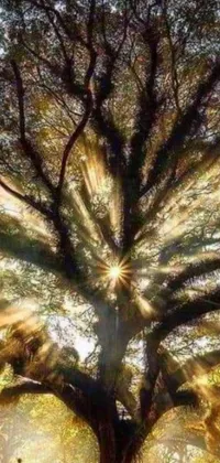 Enjoy a stunningly beautiful live wallpaper featuring a large tree silhouetted against the sun