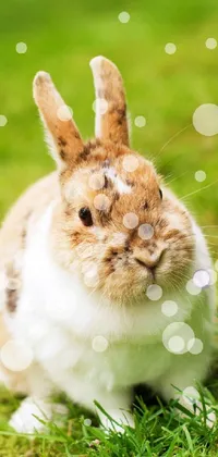Grass Whiskers Rabbit Live Wallpaper