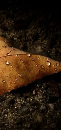 Looking for a stunning Phone Live Wallpaper to liven up your mobile device? Check out this photorealistic image of a water droplet-dappled autumn leaf, sourced from Pixabay, and expertly captured by a talented photographer