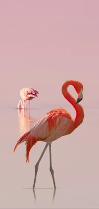 This phone live wallpaper showcases a minimalist design featuring a bird standing in calming waters