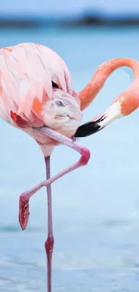 Greater Flamingo Eye Flamingo Live Wallpaper