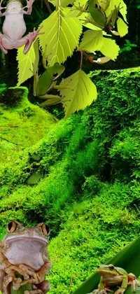 Green Botany Leaf Live Wallpaper