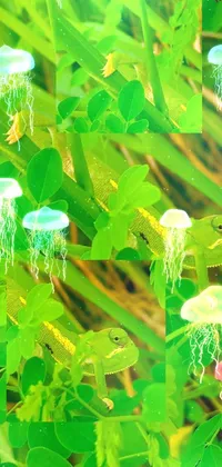 Green Botany Leaf Live Wallpaper