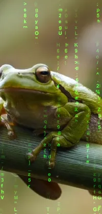 Green Frog True Frog Live Wallpaper