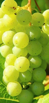 Green Fruit Grape Live Wallpaper