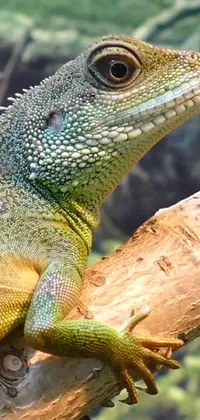 Green Iguania Reptile Live Wallpaper